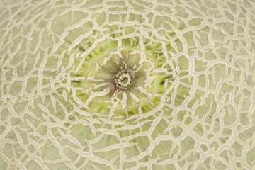Cantaloupe-Melone - close up