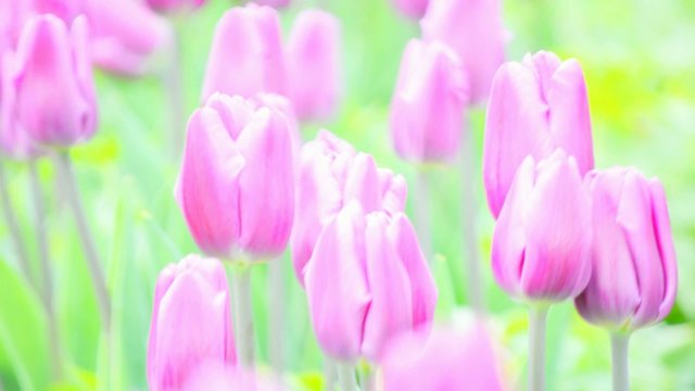 Violette Tulpen (Tulipa), wie gemalt