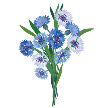 Fototapeta flower bouquet. floral vector illustration. cornflower isolated