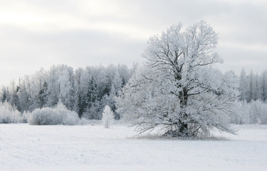Fototapeta na wymiar scenic winter landscape
