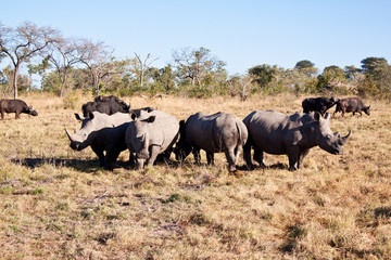 Naklejka na ściany i meble Rhino herd standing on grass plain
