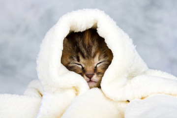 Kitten closed in towel