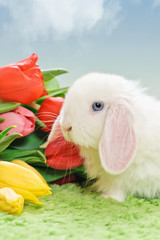 white baby rabbit with flowers
