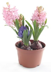 Naklejka na ściany i meble pink and lila hyacinth plant blooming