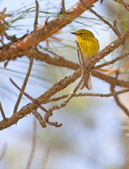 Fototapeta premium Pine Warbler