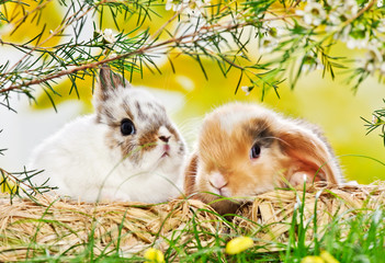 two baby rabbits on hay