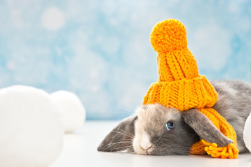little rabbit with woolly hat