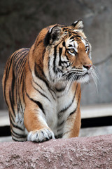 Frontal view of a Siberian tiger (Panthera tigris altaica)