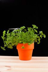 gardening time parsley isolated on black