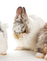 portrait of baby rabbits cleaning itself