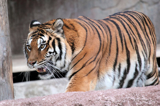 Siberian tiger (Panthera tigris altaica) walking