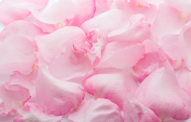Fototapeta na wymiar Petals rose.