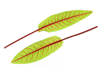 Blutampfer (Rumex sanguineus)
