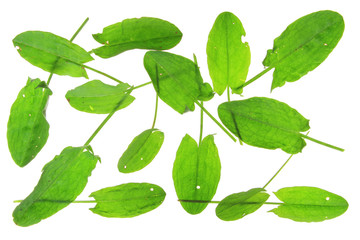 Sauerampfer (Rumex acetosa)