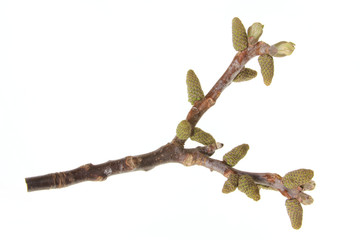 Walnuss (Juglans regia)