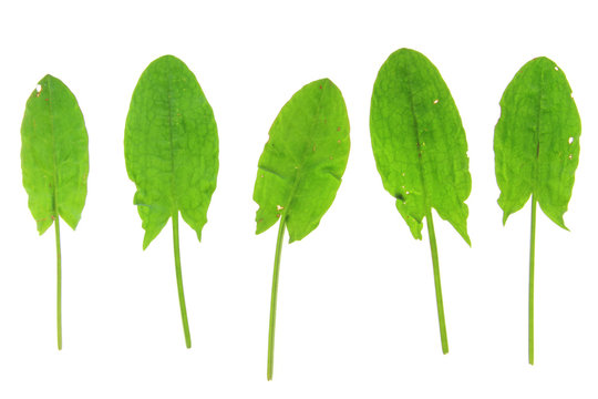 Sauerampfer (Rumex acetosa)