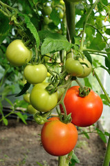 branch of tomatoes
