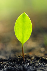 Closeup of fresh green leaf rising from the ground