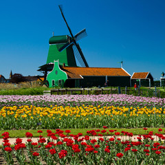 Naklejka premium windmill in holland