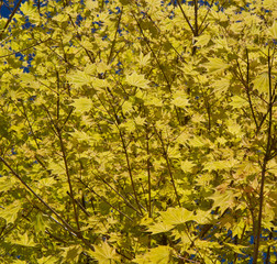 natural background with real leaf