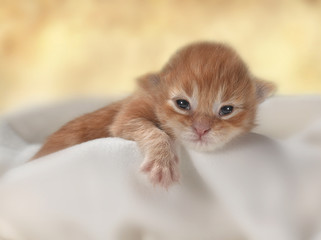 Fototapeta premium kitten