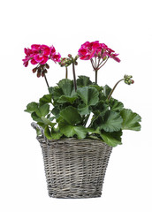 Pelargonium flower in grey basket, isolated on white background