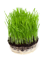 grass isolated on white background