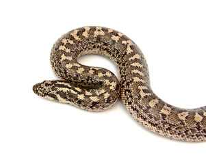 Dwarf sand boa