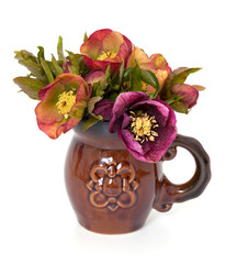Helleborus flowers