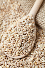 pearl barley in wooden spoon