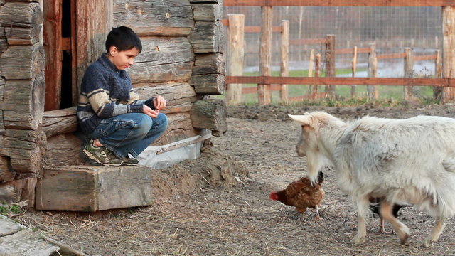 The boy feeds the chickens.