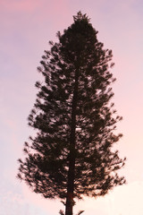 Pine silhouette,( Pinus kesiya Royle ex Gordon ).