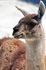 Fototapeta premium Llama