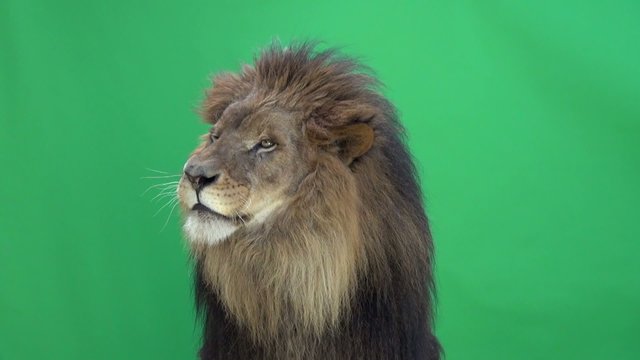 Lion looking around and at the camera in front of a green key