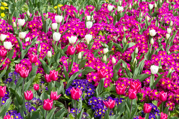 a variety of bright colourful spring flowers blloming in St Jame