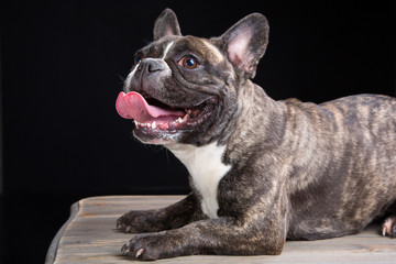 smiling French bulldog of tiger color on black