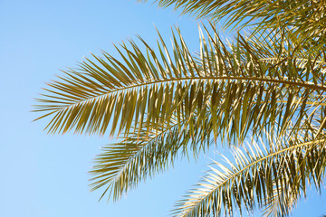 Fototapeta na wymiar The branches of palm tree