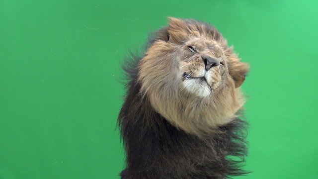 Slow Motion of a Lion shaking in front of a green key