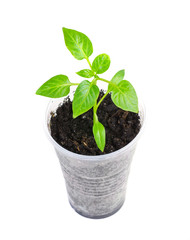 plant