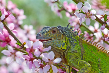 Iguana for a walk, eat a peach flowers