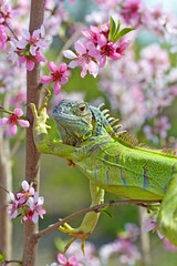 Iguana at walk on the flowering peach tree