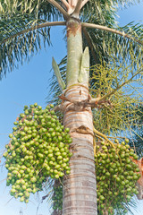 Fototapeta premium Royal palm and seeds. ( Roystonea regia (HBK.)Cook.)