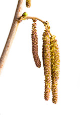 Naklejka premium birch bud