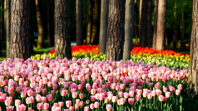People in park with tulips.