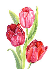 Watercolor red tulips