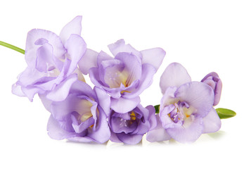 Beautiful freesia, isolated on white