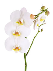 Fototapeta premium Delikatna piękna orchidea na białym tle