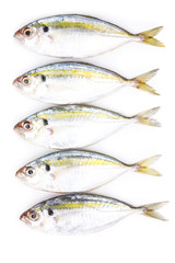 Yellow stripe trevally fish