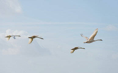 Swans flying in the sky in spring