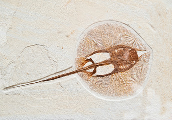 Fossils  electric fish © Ievgen Skrypko